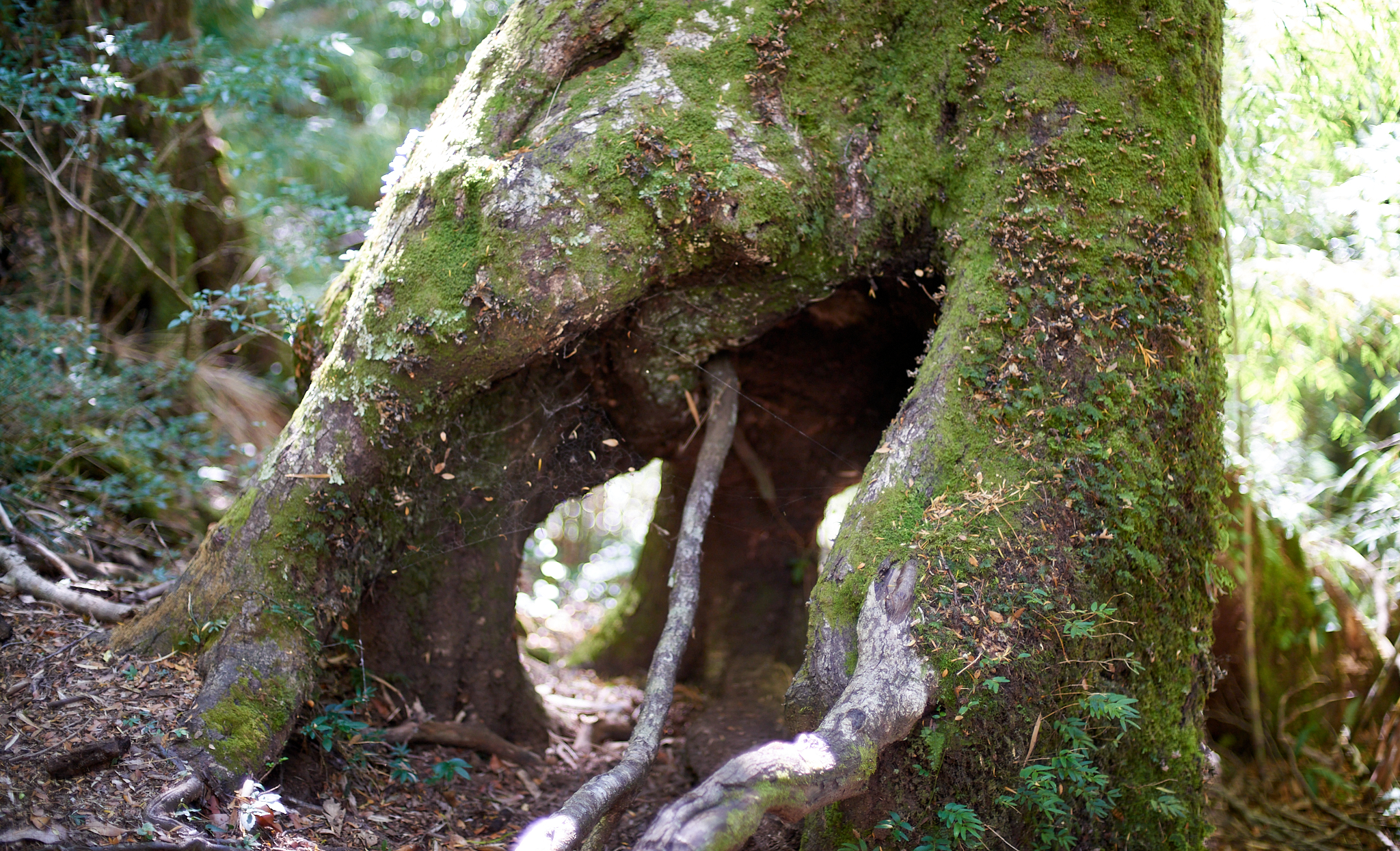 20200317 874 [칠레] 푸콘 우에르케우에 국립공원 트레킹